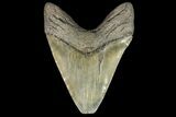 Heavy, Fossil Megalodon Tooth - Feeding Worn Tip #161026-2